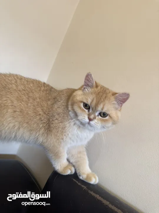 سكوتش فولد جولد ستريت