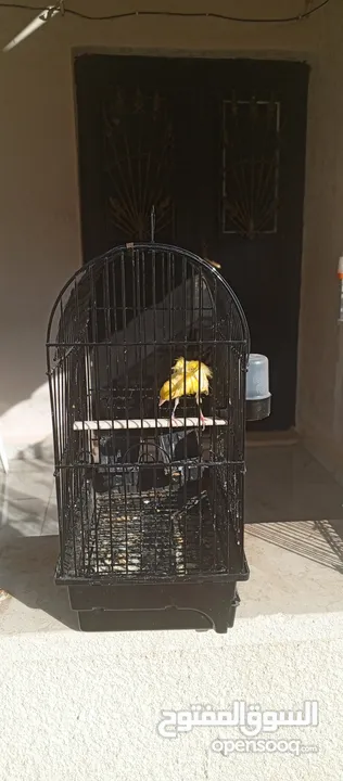 طيور للبيع