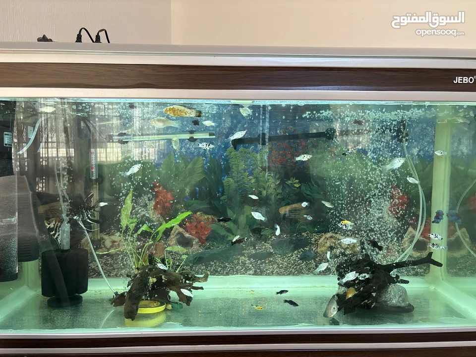 JEBO Fish tank big size urgent sale