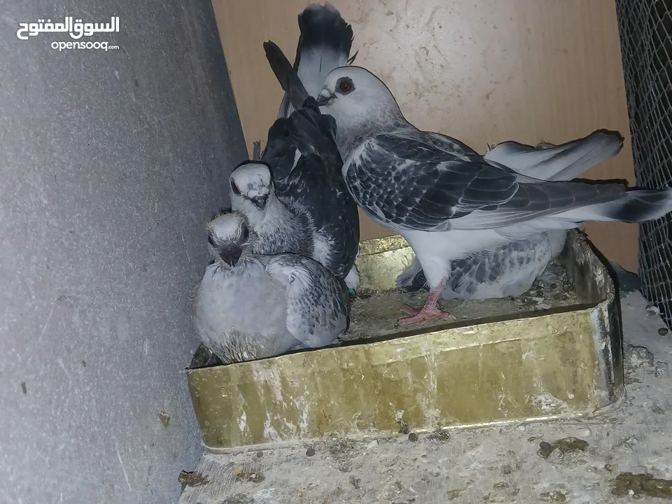 جواز شغاله