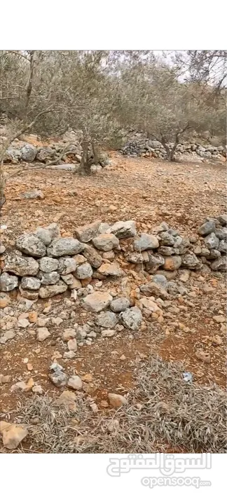 ارض للبيع -سلفيت (بروقين )