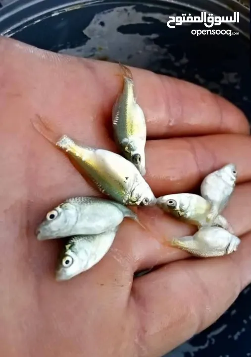 سمك كرب عقده ونص متوفر كميات كبيرة