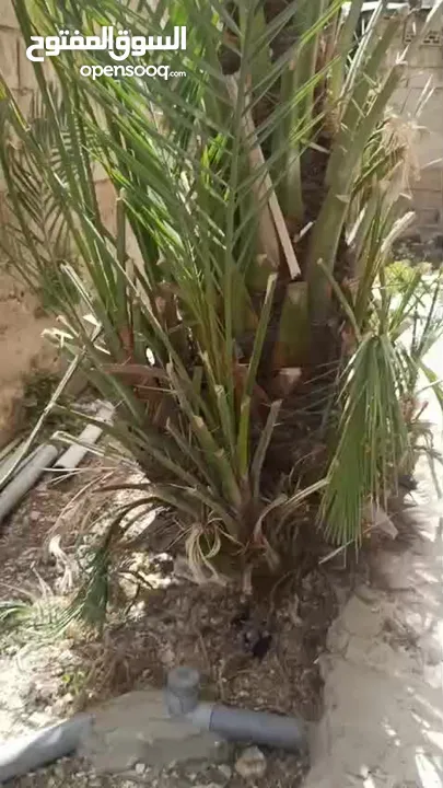 شجرة نخيل مثمرة