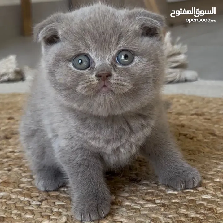 قط سكوتش فولد عمر 4 شهور للبيع