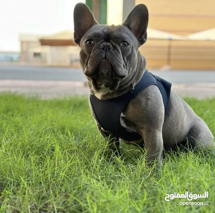 Pure French bulldog for sale