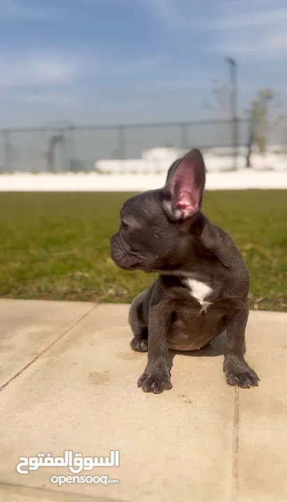 Female French bulldog with colored eyes  انثي فرنش بولدوج عمرها 5 شهور بعيون ملونه .. متدربه ومتطعمه