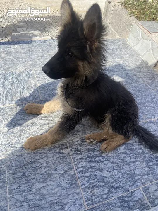 جيرمن شيبرد بيور كسحه عضم عريض ماخد المطاعيم