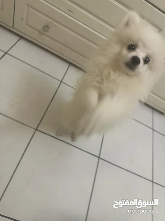 Pure pomeranian