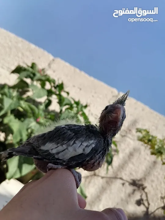 كوكتيل للزق اليدوي