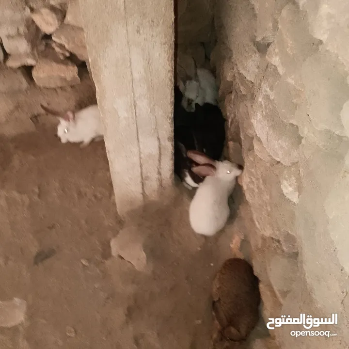 تسع ارانب وذكرين بناديك الماني وست جواز وفرده عمار اربع شهور بسم الله ما شاء الله