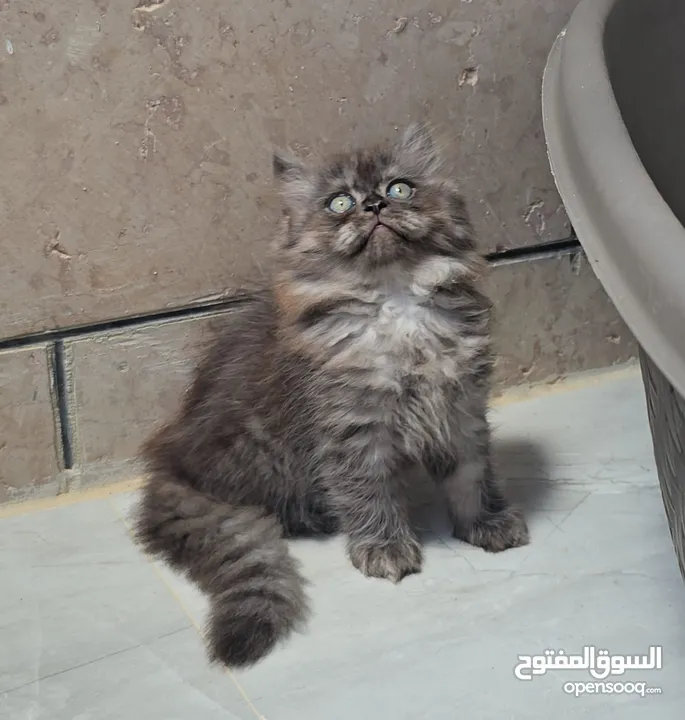 قطط مكس هملايا و سكوتش هايلاند