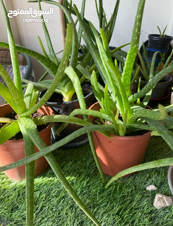 Aloe Vera Plants - BD 2 only