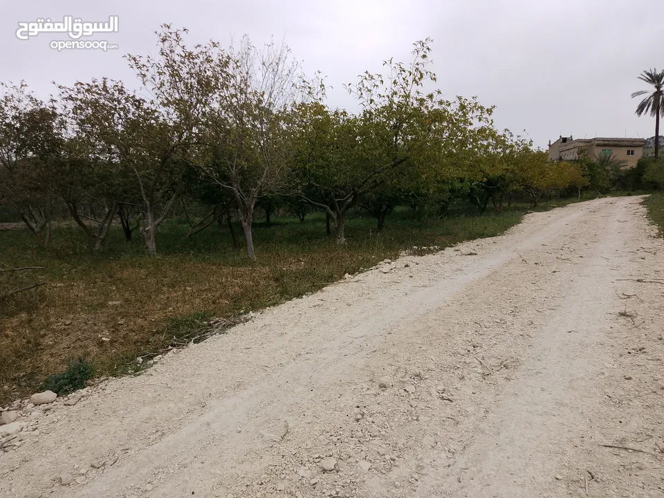 ارض للبيع في الحمه الاردنيه مزروع جوافه وكل انواع الحمضيات بثلاثه قواشين مستقلات ومتلاصقات لمالك واح