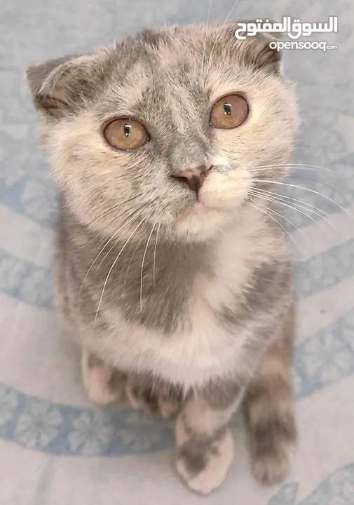 kittens Scottish fold and Scottish straight  قطط سكوتش فولد وسكوتش ستريت