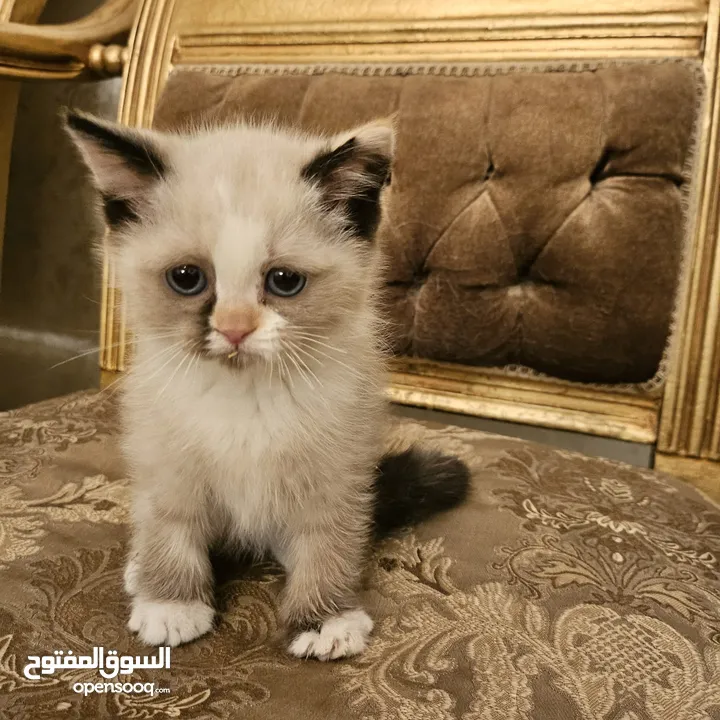 قطط راغدول مكس سكوتش