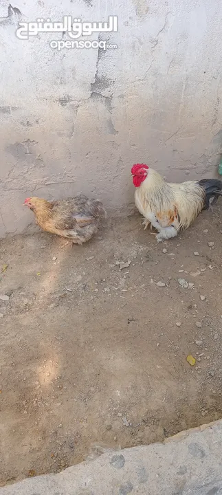 سلام عليكم دجاجه وديج كوجي للبيع 