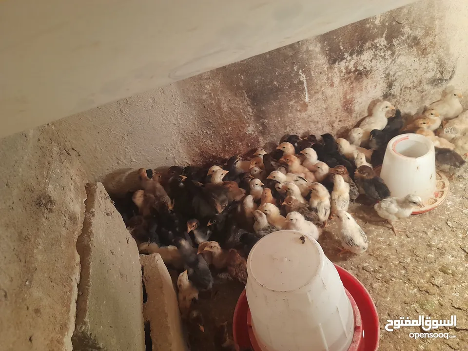 صيصان دجاج عمر اسبوعين