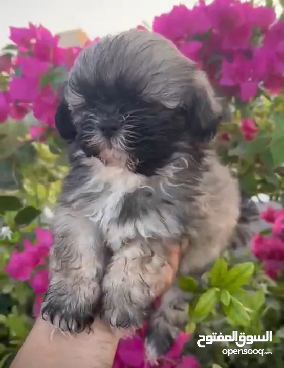 Shih Tzu Teacup