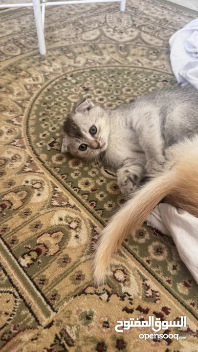 Golden and blue folded Scottish cat  جولدين سكوتش فولد عمر ثلاث شهور مستوى خارق