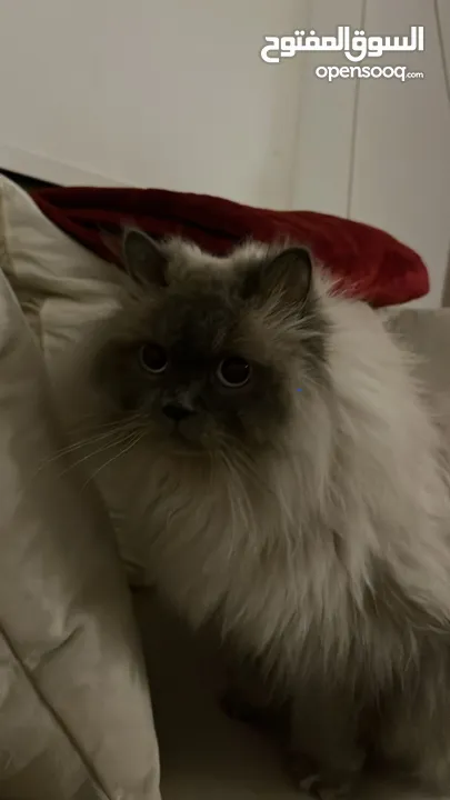 قط جميل للتبني