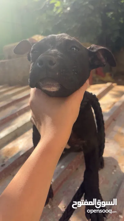 بيتبول بلاك نوز جروتين pitbull black nose puppies