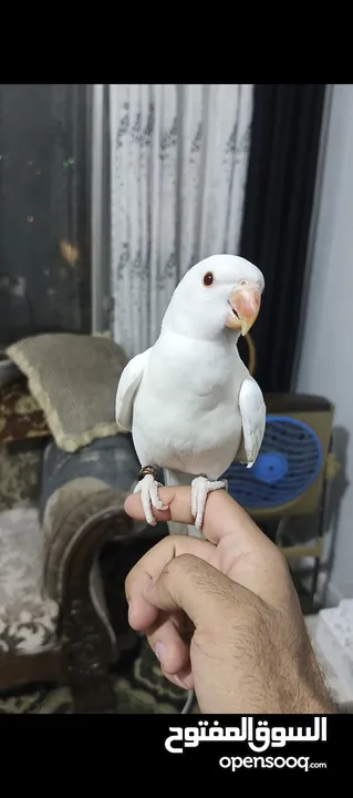 ببغاء دره البينو ابيض عين حمرا اليف جدا ما عندو عض نهائيا ثوب كامل جناح كامل محجل بداية كلام عمر صغي