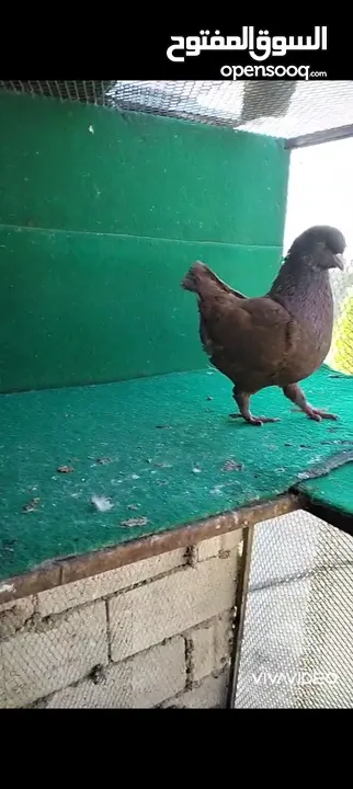 زواج حمام وطواير للبيع