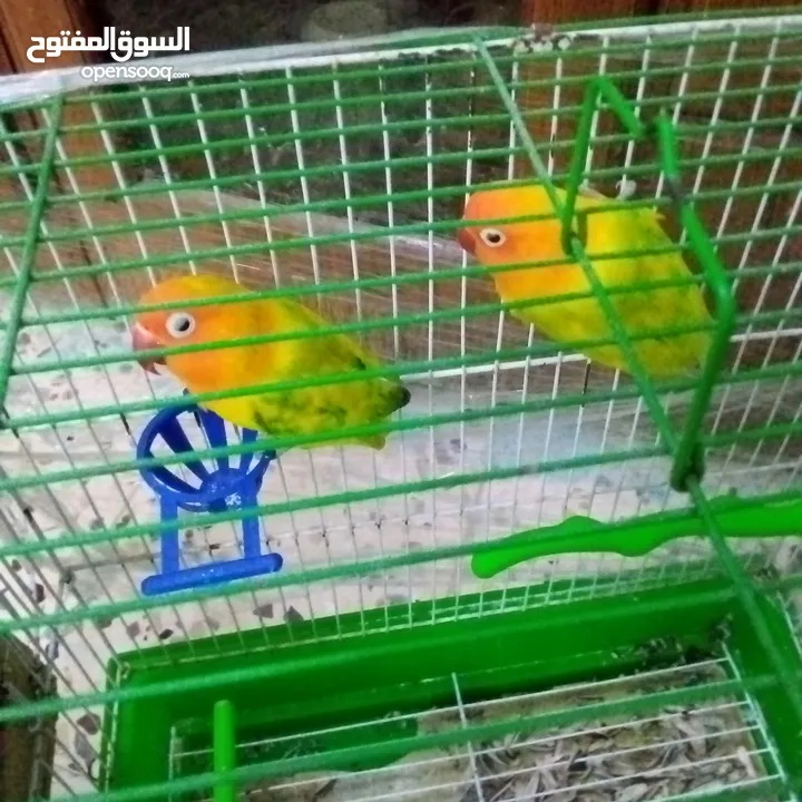 جوز فشر لابيع