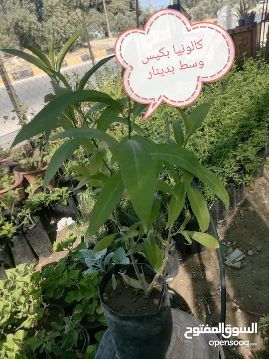 اشتال للبيع يتوفر اشتال منوعه وجميله
