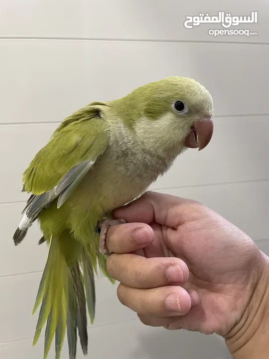 Different kinds of baby parrots are for sale