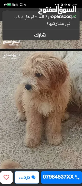 مالتيز مالتيبو