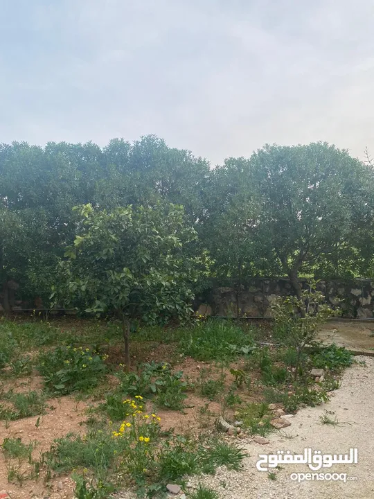 مزرعه وشاليه