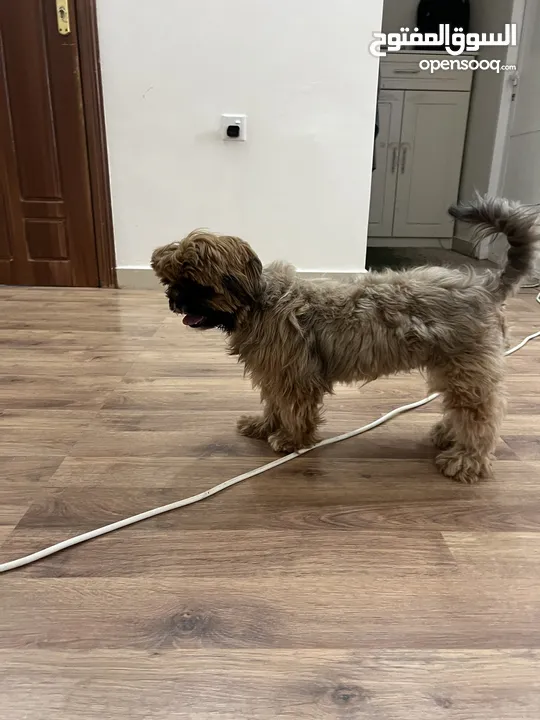 كلب شيتزو انثى Shih Tzu female