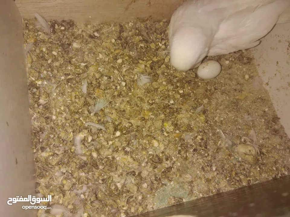 3 جواز حب شغالات مع بيض وفراخ مقفصات