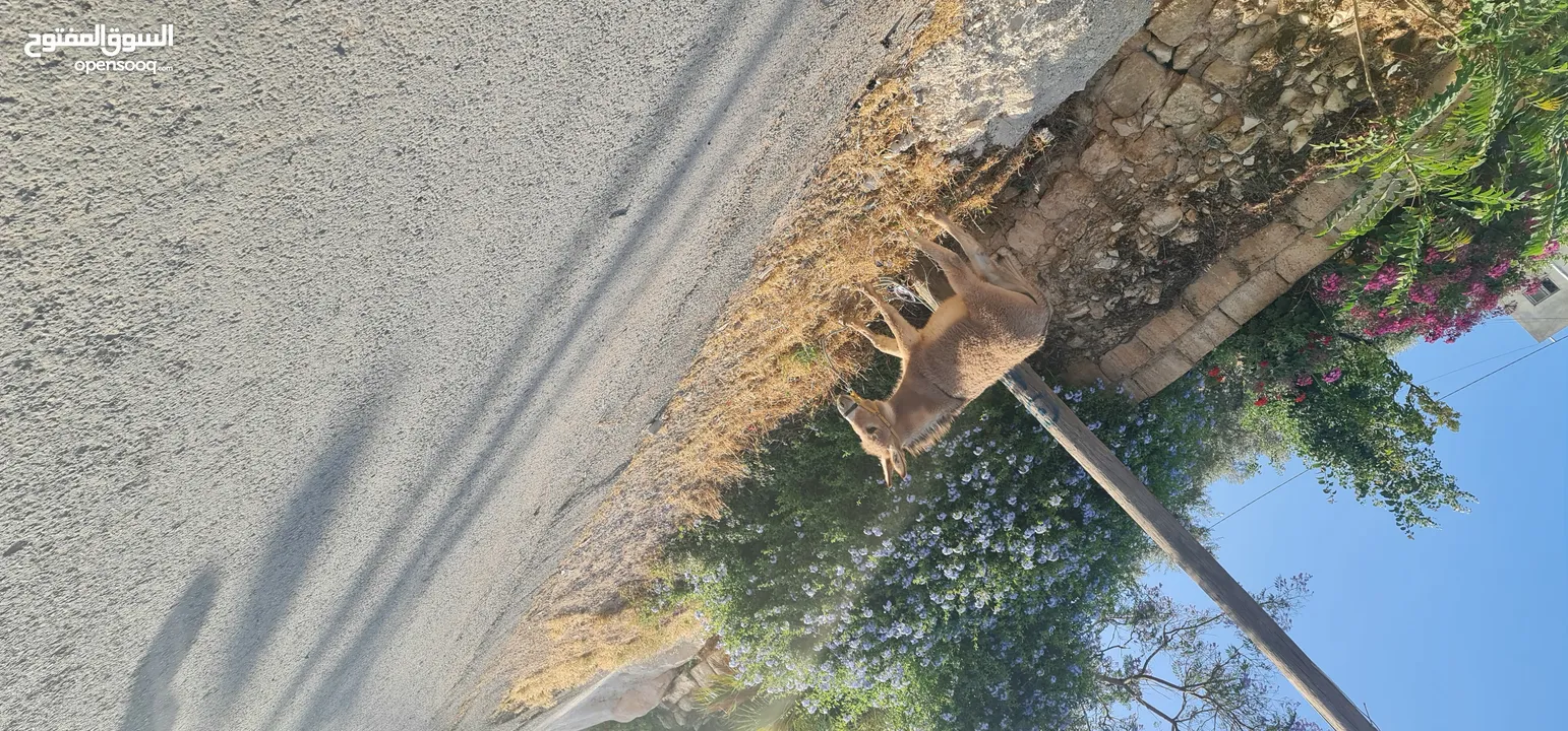 حمار للبيع