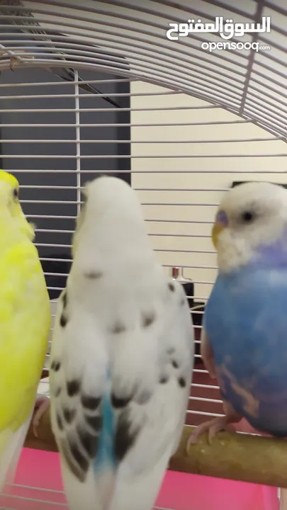 Ready to egg adult Budgies
