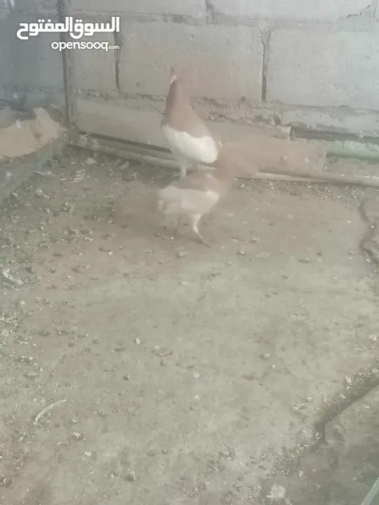 جوزين يهودي جوز اصفر وجوز احمر على صفره