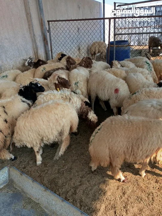ذبيح للبيع طيبه سمان عزيمه ثلاجه خرفان طيبة هرفي جذع وتساب اتصال لتوصيل جميع مناطق قطر سوري بلدي