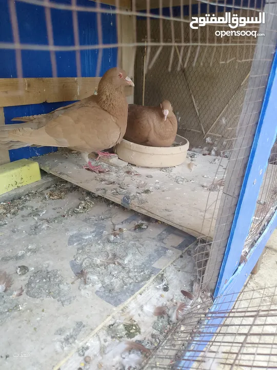 ثلاث جواز حمام للبيع