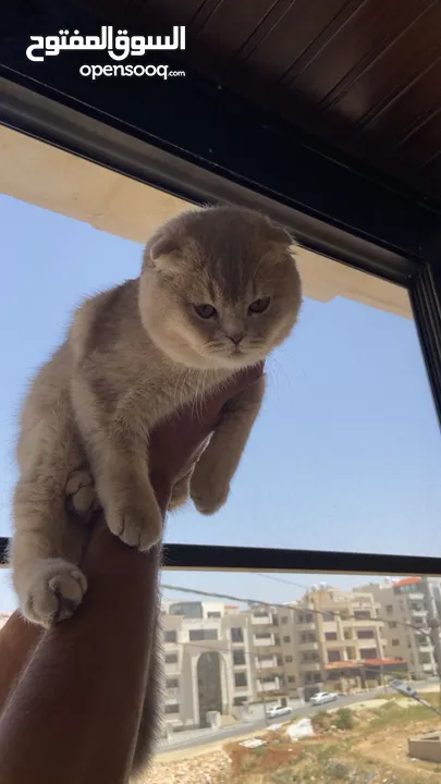 قط سكوتش فولد عمر 8 اشهر