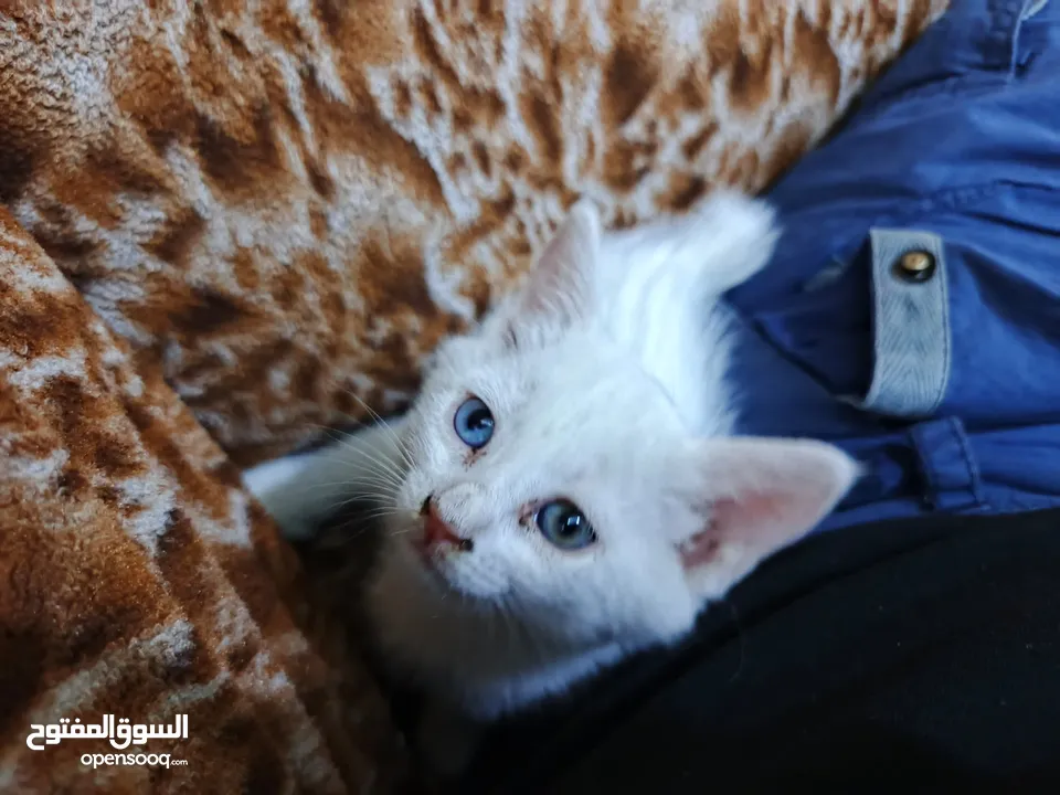 قطة شيرازي ابيض