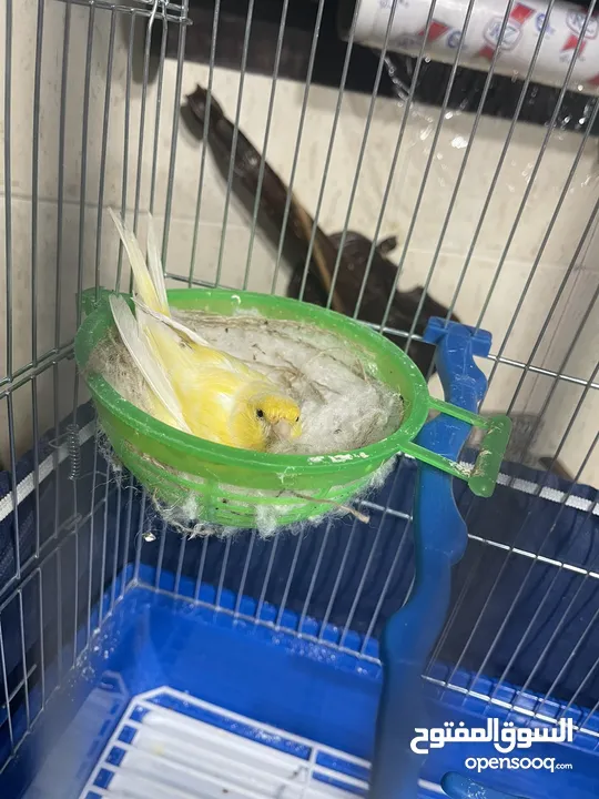 طيره لمونيه فل