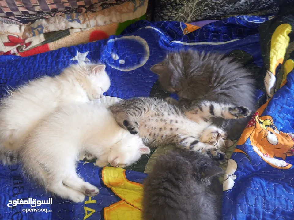 القطط الصغيره عمرهااا 2 شهرين ..القطط الكبيره عمرها 8شهور .. القط الاحمر سنه و3شهور