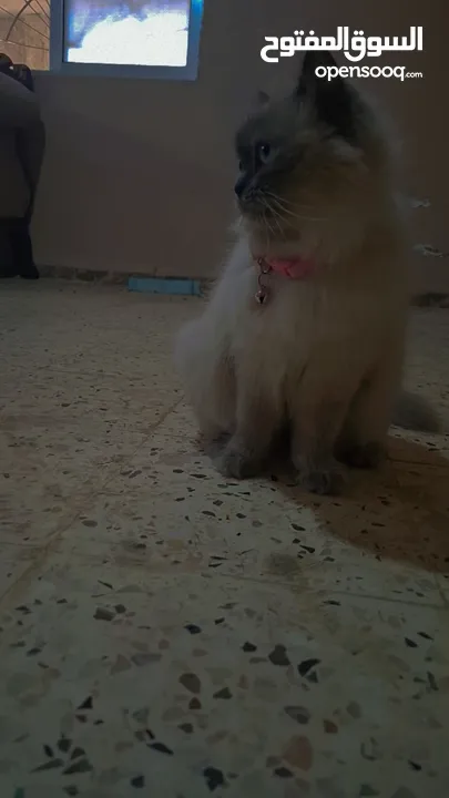 قطه سيامي شوكليت للبيع مع أغراضها