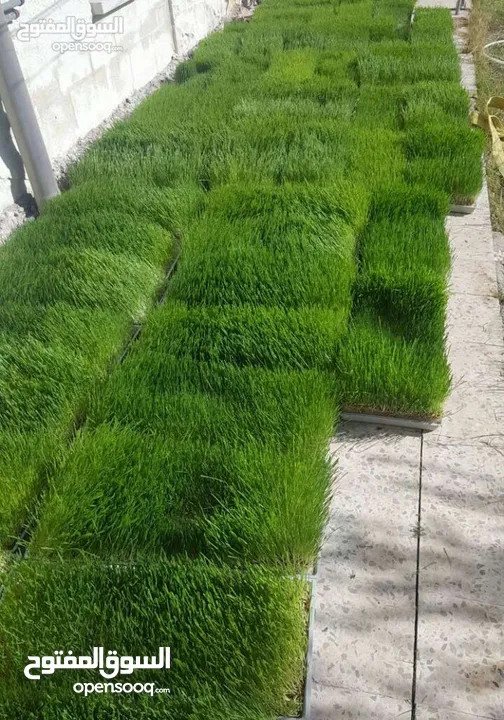 استنبات شعير  شعير مستنبت Sprouted   صواني استنبات شعير Barley germination barley