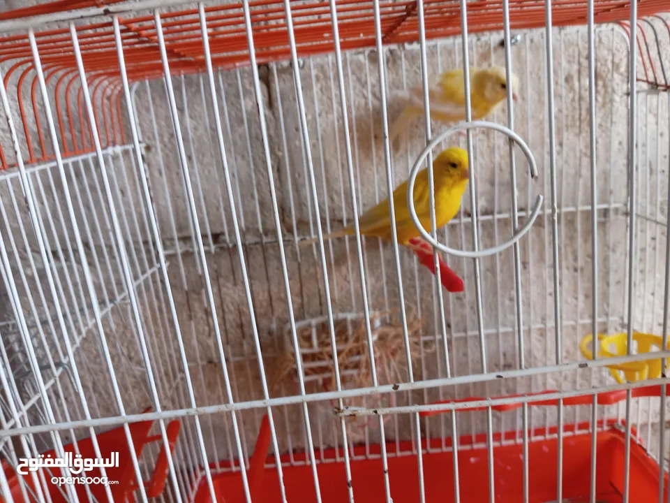 انثايتين كنار ليموني اليموني الغامقه جاهزه معبيه بدها تبيض اليموني الفاتح عمرها 5 أشهر شهر بتشتغل