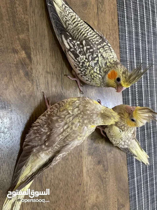 ,Hand-feeding white face , Lutino , Albino and yellow pearl cockateil chick