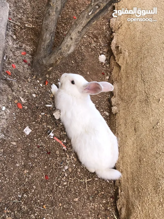 جوز ارانب نخب