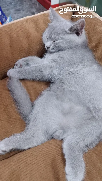 British Shorthair