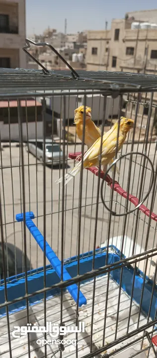 كنارات طواير عدد 2 للبيع